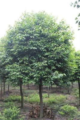 都江堰青峰园林 梅花之乡的苗木种植典范