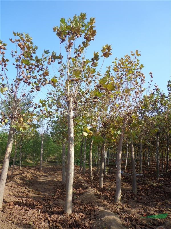 扎根沃土，绿满人间——探访济宁市任城区真诚苗木种植基地