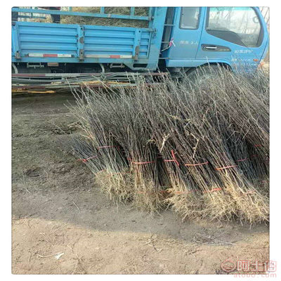 北苗南引 山东钰龙苗木基地与西南花椒产业的嫁接之道