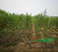 济宁市兖州区爱鑫苗木种植专业合作社 深耕苗木产业，绘就绿色富民画卷
