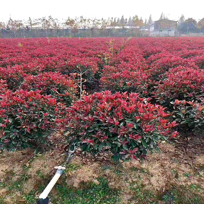 红叶石楠树苗批发基地 万青园林，打造四季常红的绿化景观