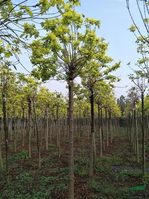 兖州市林海苗木种植专业合作社 绿色产业引领乡村振兴