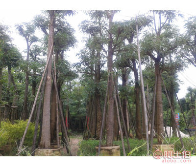 【福建盆架子价格漳州马口绿化苗木基地广东风景树图片种植技术】漳浦县马口高丽园艺场 - 产品库