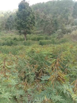 广西苗木产业 种植现状、优势与发展建议