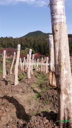 广西文祥园林苗木种植基地 深耕绿色产业，助力生态发展