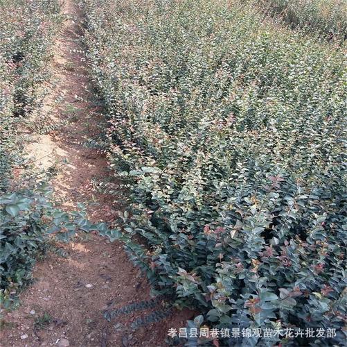 0成交也能创造价值？湖北工厂绿化苗木难题与破局之道