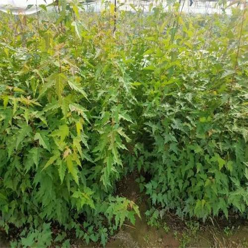 沃野绘新绿 开原市东北苗木种植专业合作社的绿色发展之路