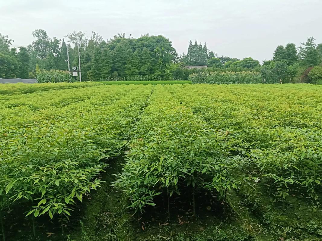 自产自销，规格50，品质看得见