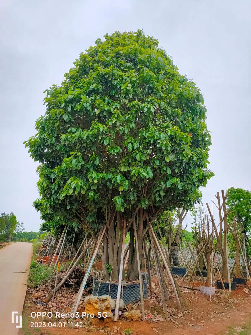 探秘苗木种植基地 各种规格白兰萍婆齐亮相，欢迎新老客户光临