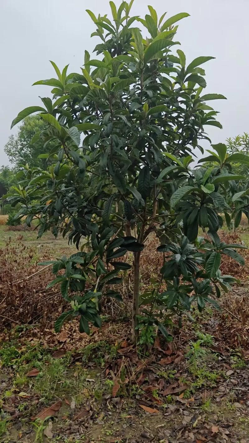 苗木种植基地,大量供应各种规格大叶女贞,水杉枇杷等绿化苗木