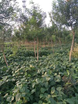 种植花卉苗木在城市建设中有什么作用